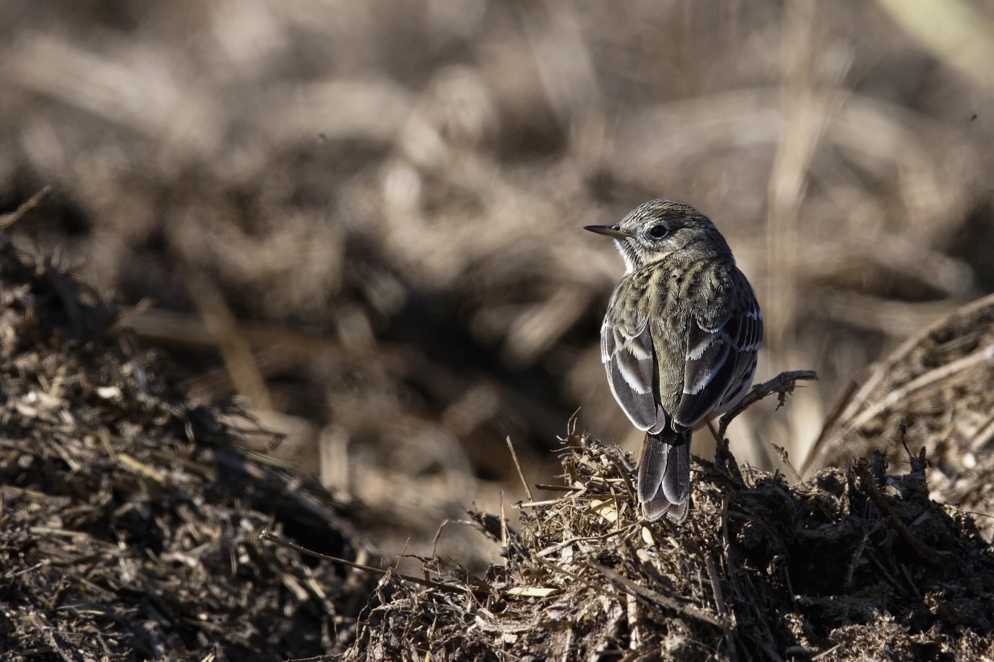 Linduška luční ( Anthus pratensis )