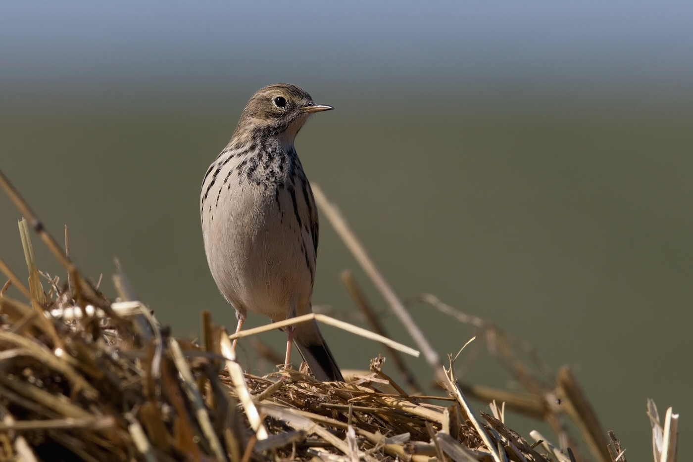 Linduška luční ( Anthus pratensis )