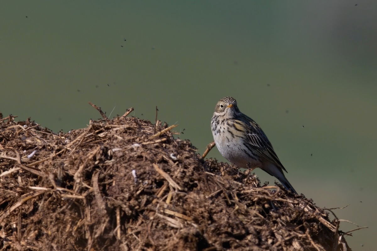 Linduška luční ( Anthus pratensis )