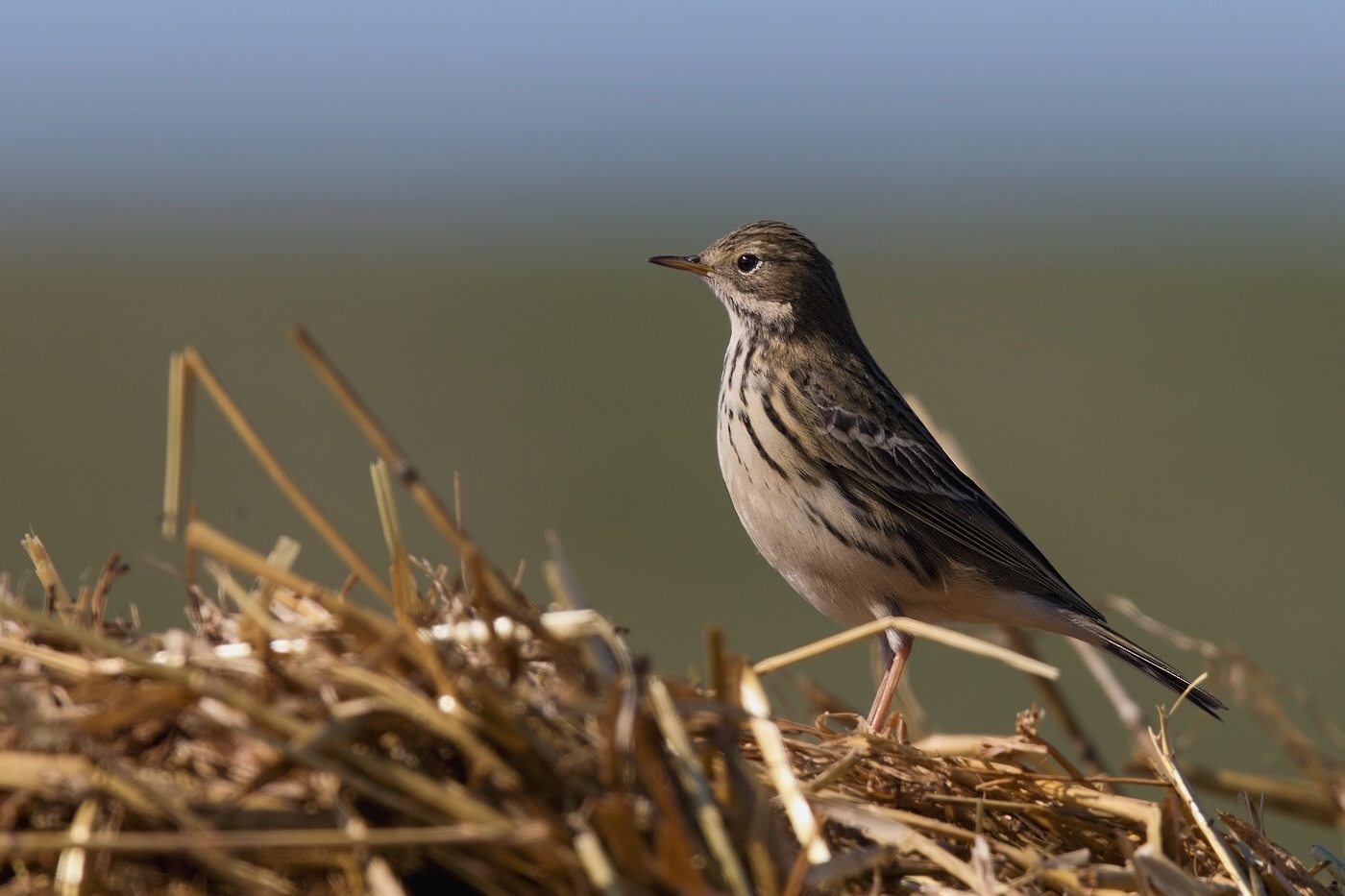 Linduška luční ( Anthus pratensis )