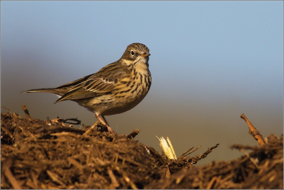 Linduška luční  ( Anthus pratensis )