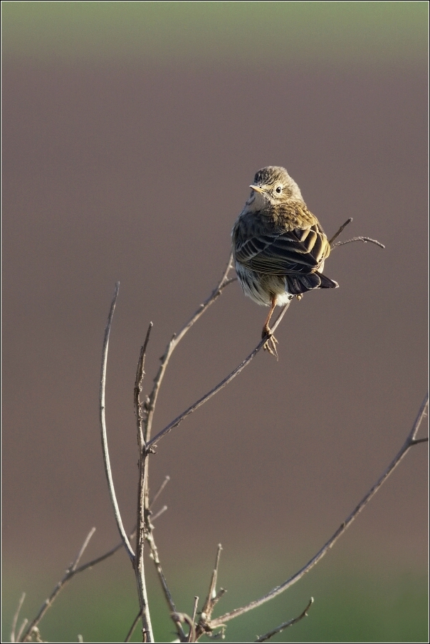 Linduška luční  ( Anthus pratensis )