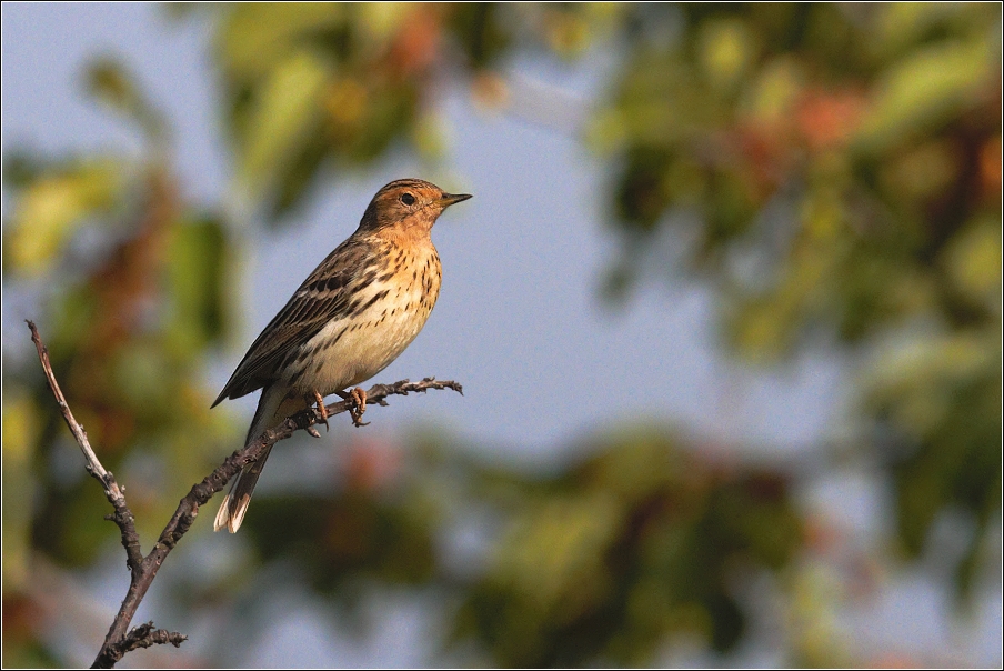 Linduška rudokrká  ( Anthus cervinus )