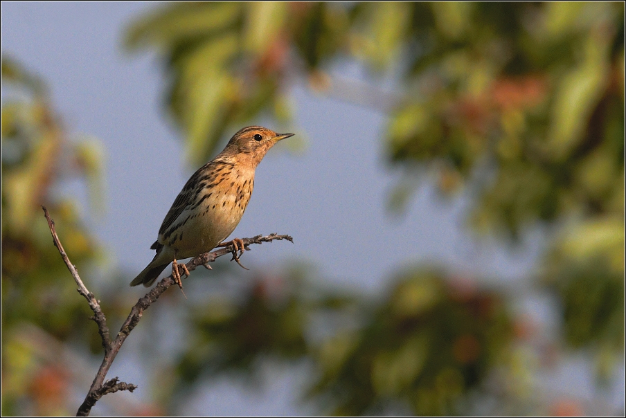 Linduška rudokrká  ( Anthus cervinus )