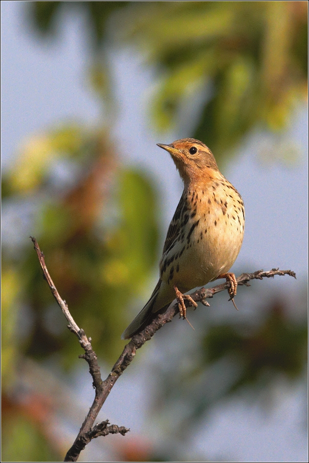 Linduška rudokrká  ( Anthus cervinus )