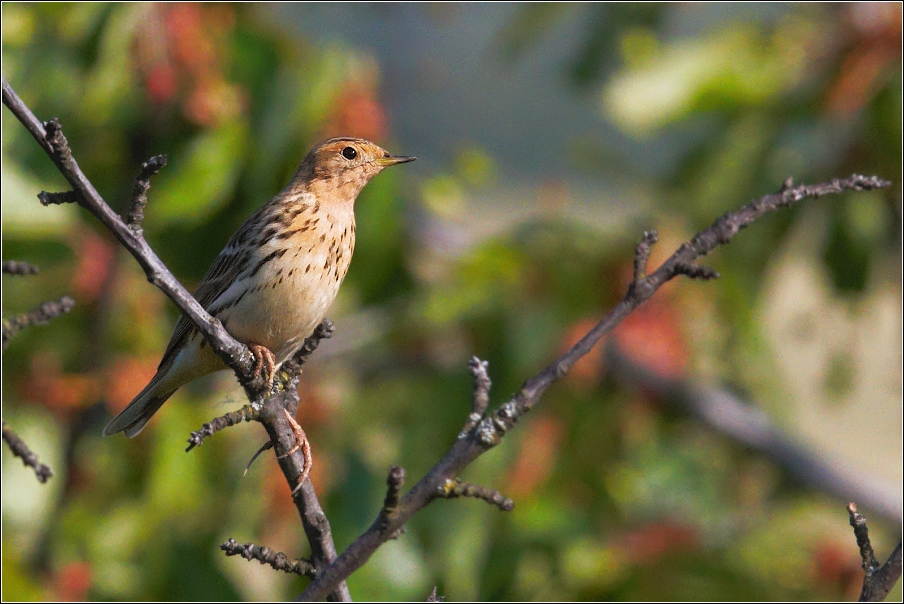 Linduška rudokrká  ( Anthus cervinus )