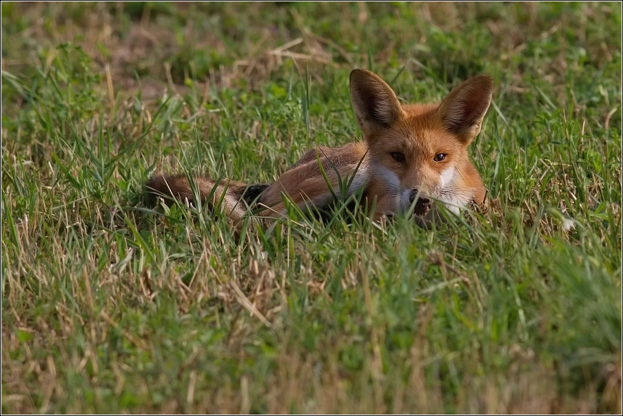 Liška obecná  ( Vulpes vulpes )