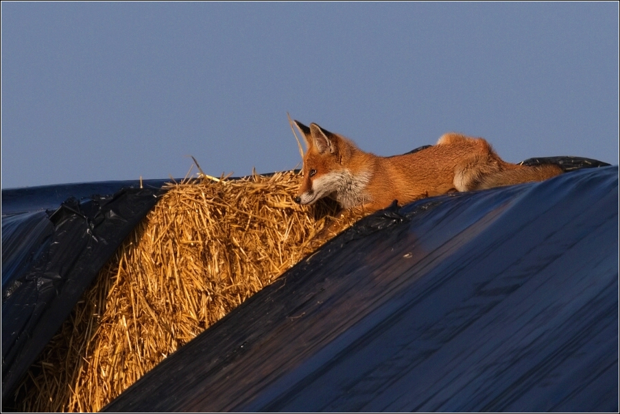 Liška obecná  ( Vulpes vulpes )