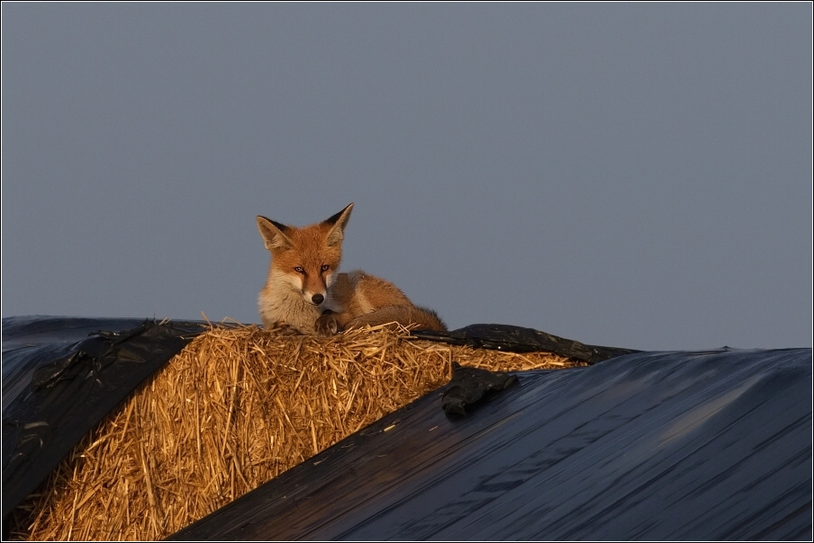 Liška obecná  ( Vulpes vulpes )