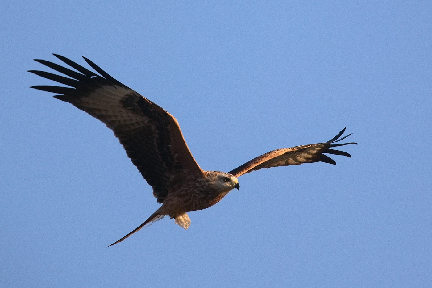 Luňák červený  ( Milvus milvus )