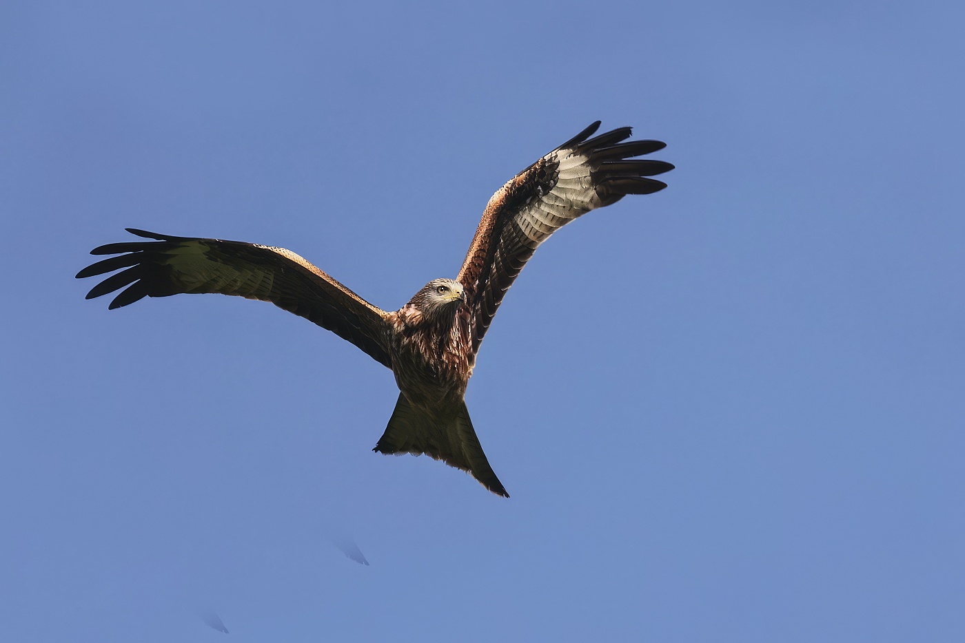 Luňák červený  ( Milvus milvus )