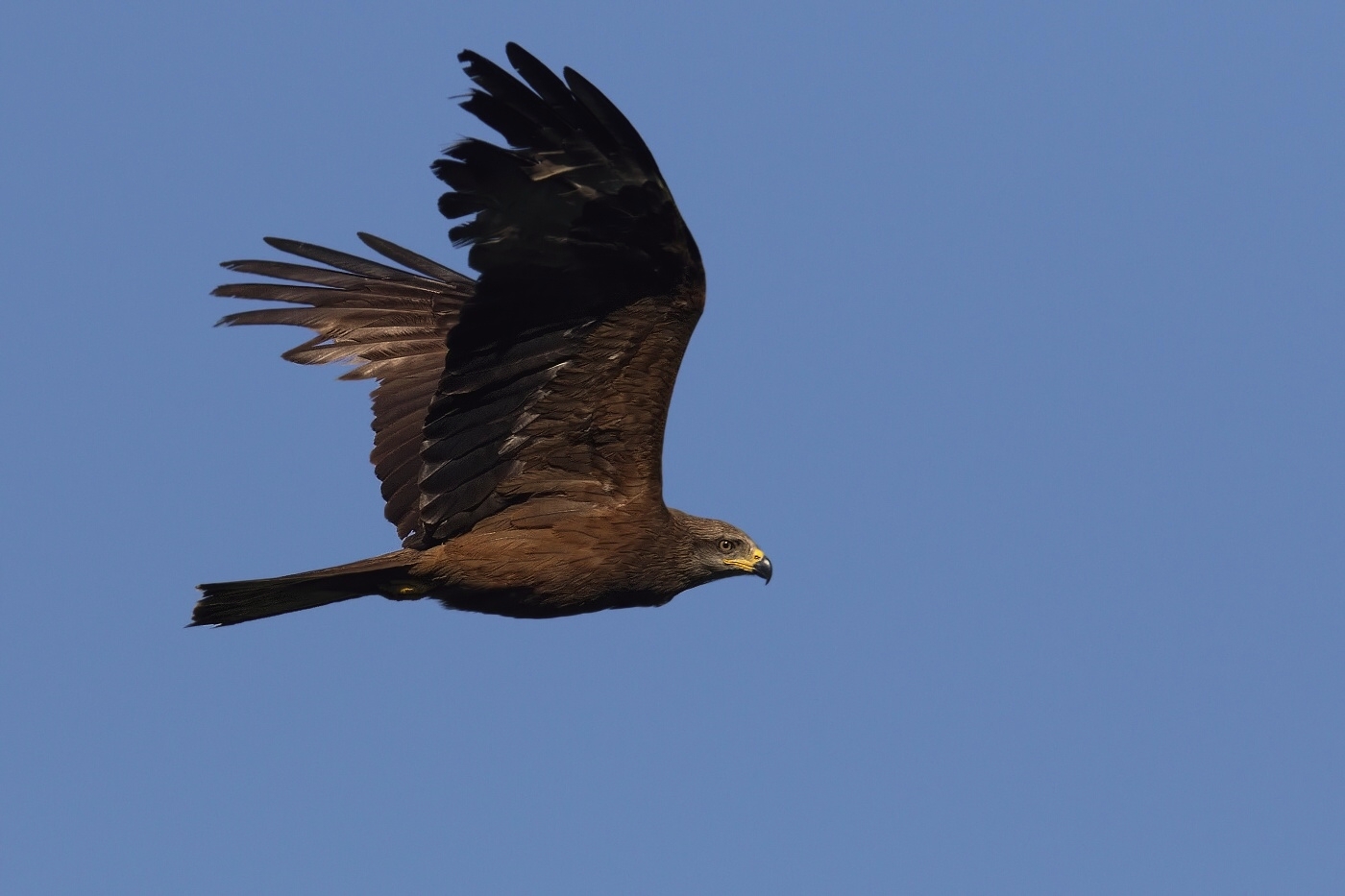 Luňák hnědý  ( Milvus migrans )