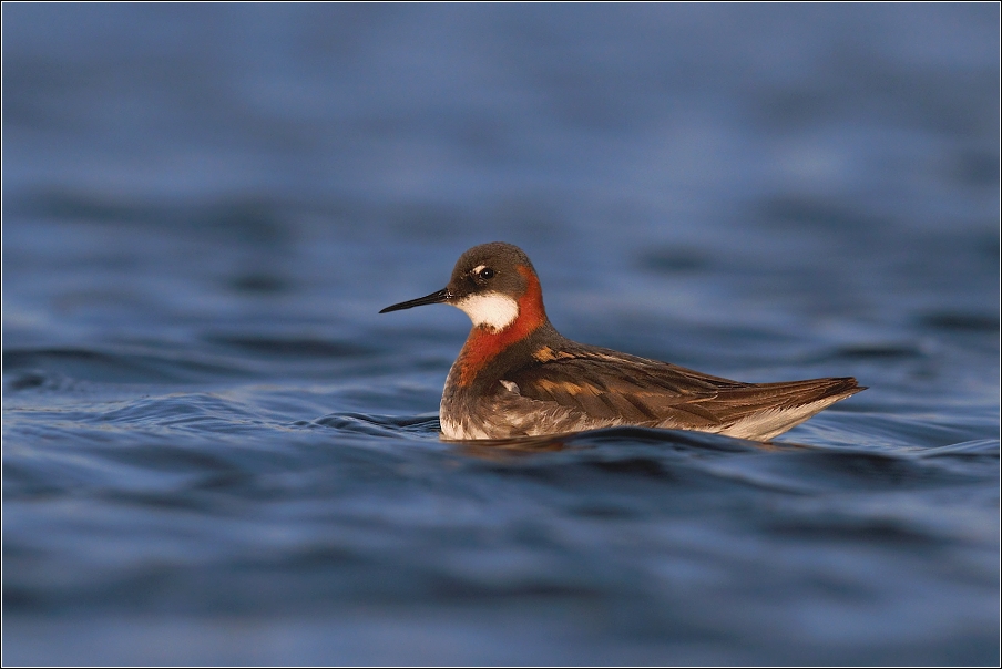 Lyskonoh úzkozobý  ( Phalaropus lobatus )