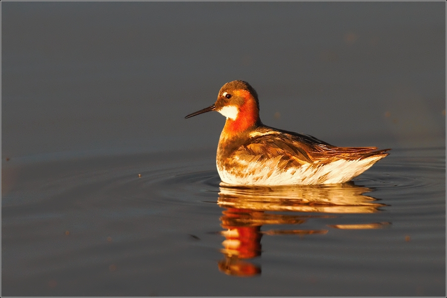 Lyskonoh úzkozobý  ( Phalaropus lobatus )