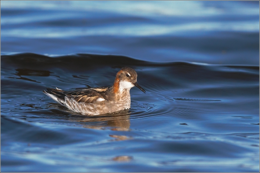 Lyskonoh úzkozobý  ( Phalaropus lobatus )