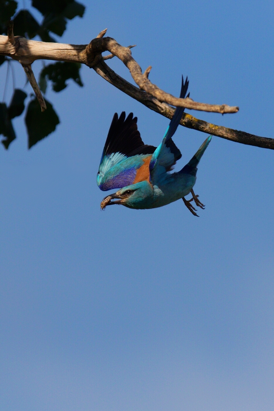 Mandelík hajní  ( Coracias garrulus )