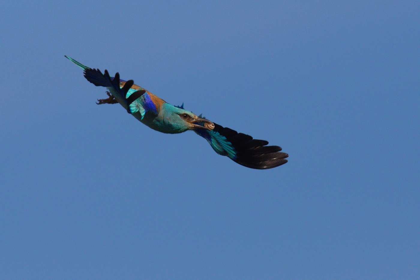 Mandelík hajní  ( Coracias garrulus )