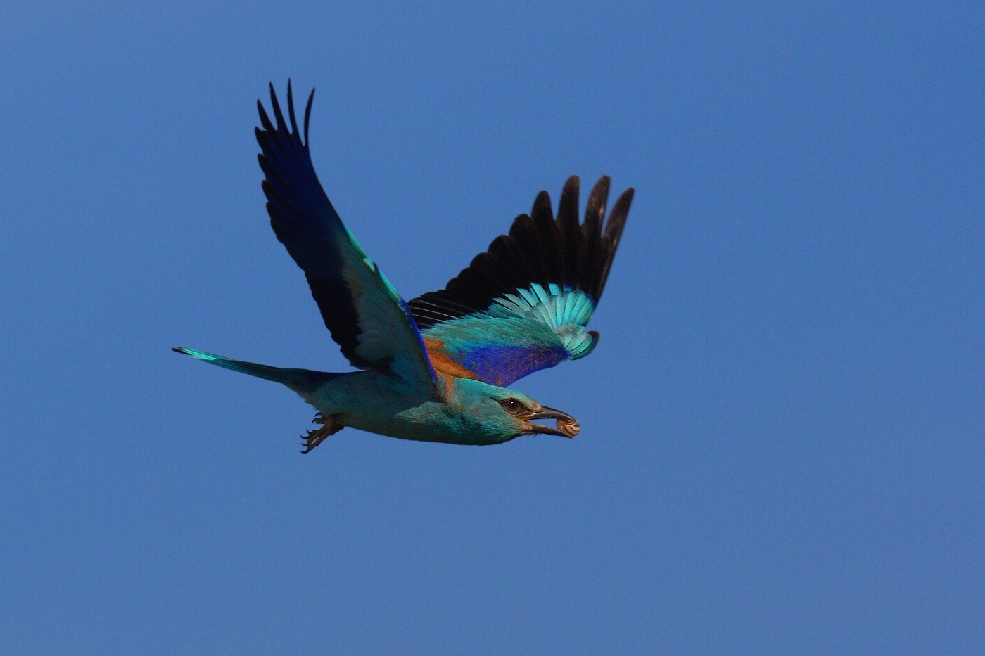 Mandelík hajní  ( Coracias garrulus )