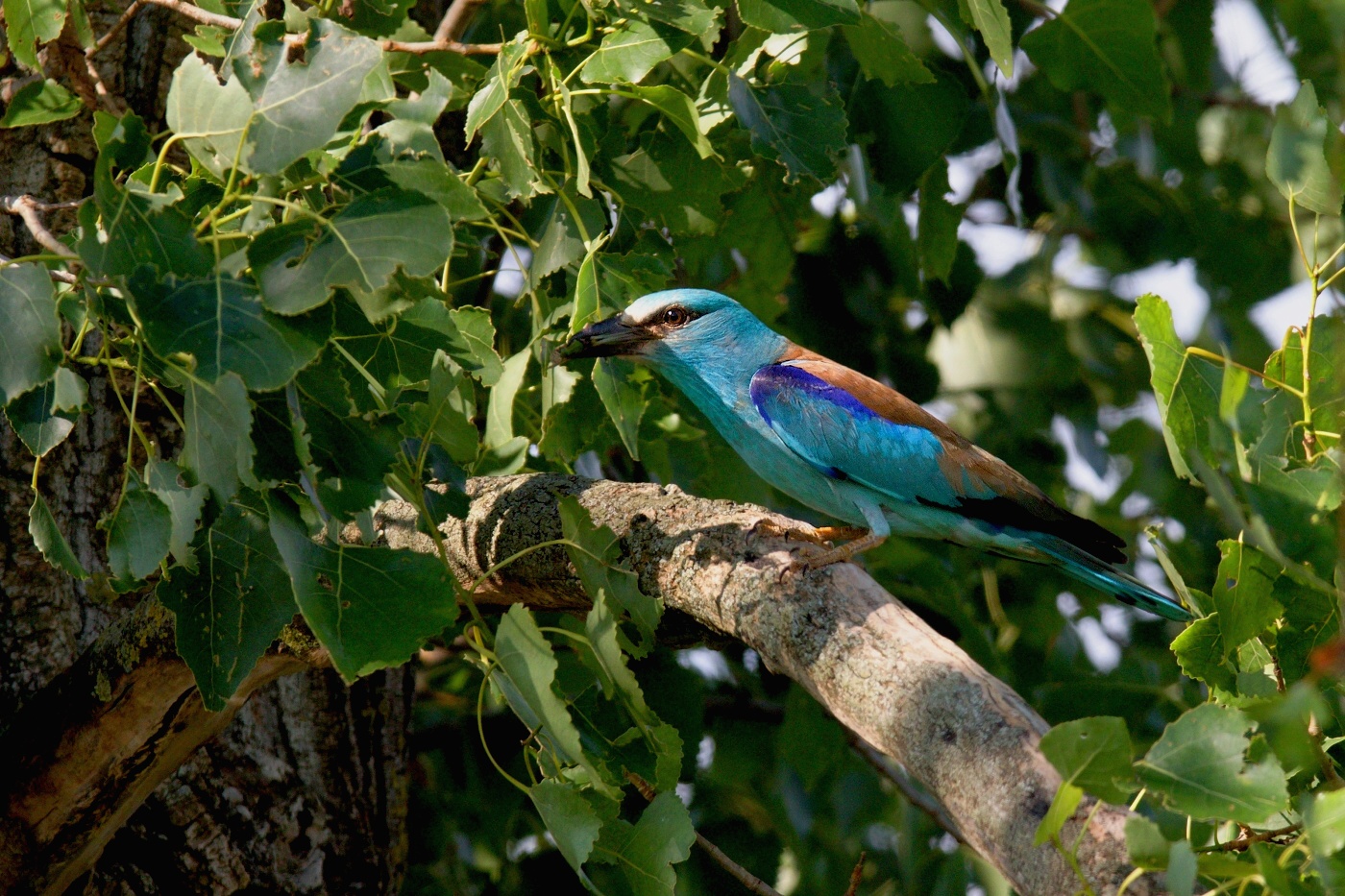 Mandelík hajní  ( Coracias garrulus )