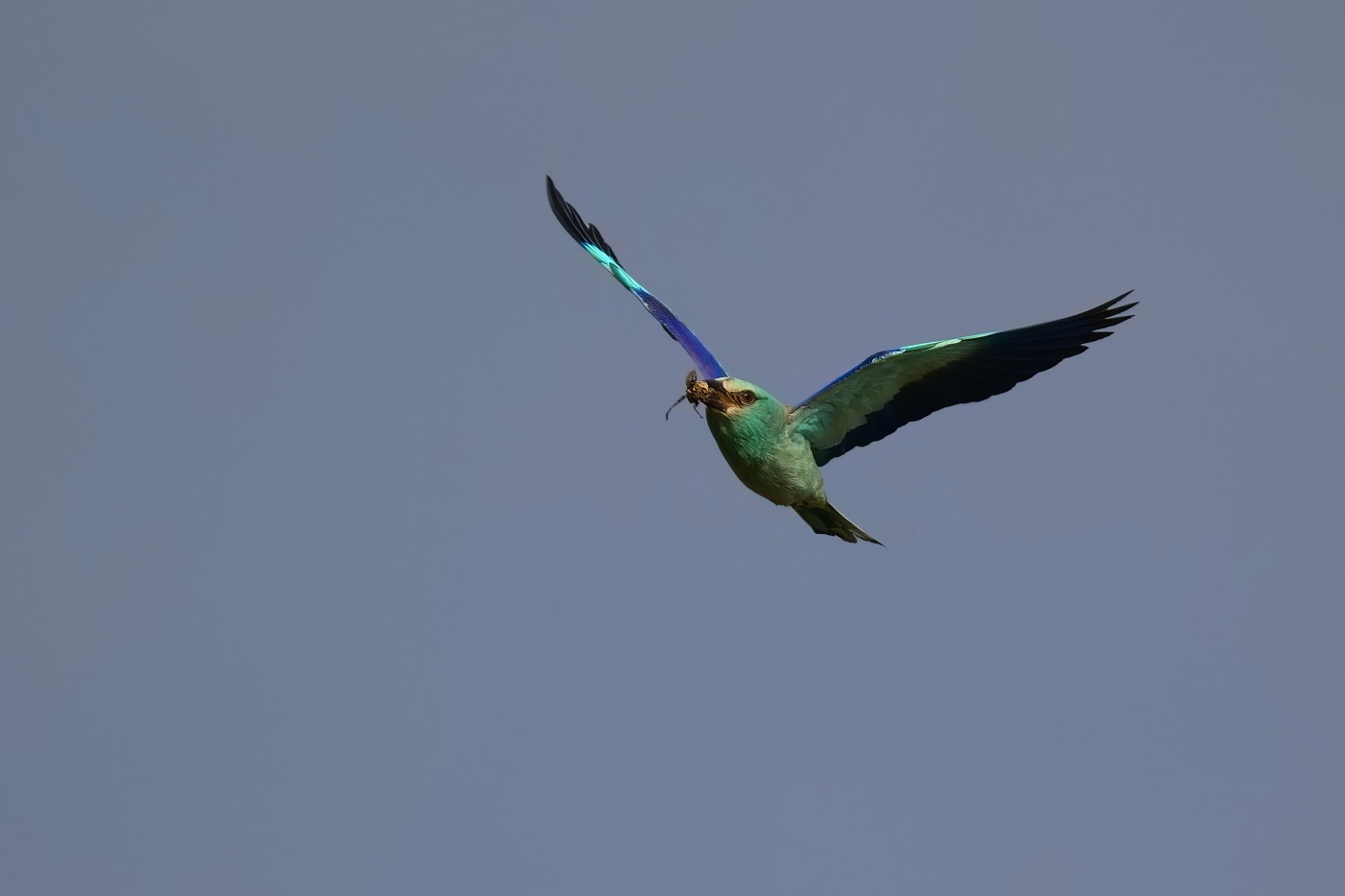 Mandelík hajní  ( Coracias garrulus )