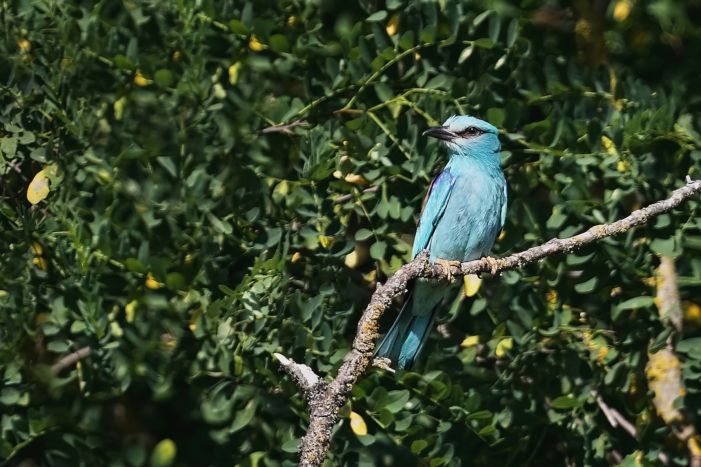 Mandelík hajní  ( Coracias garrulus )