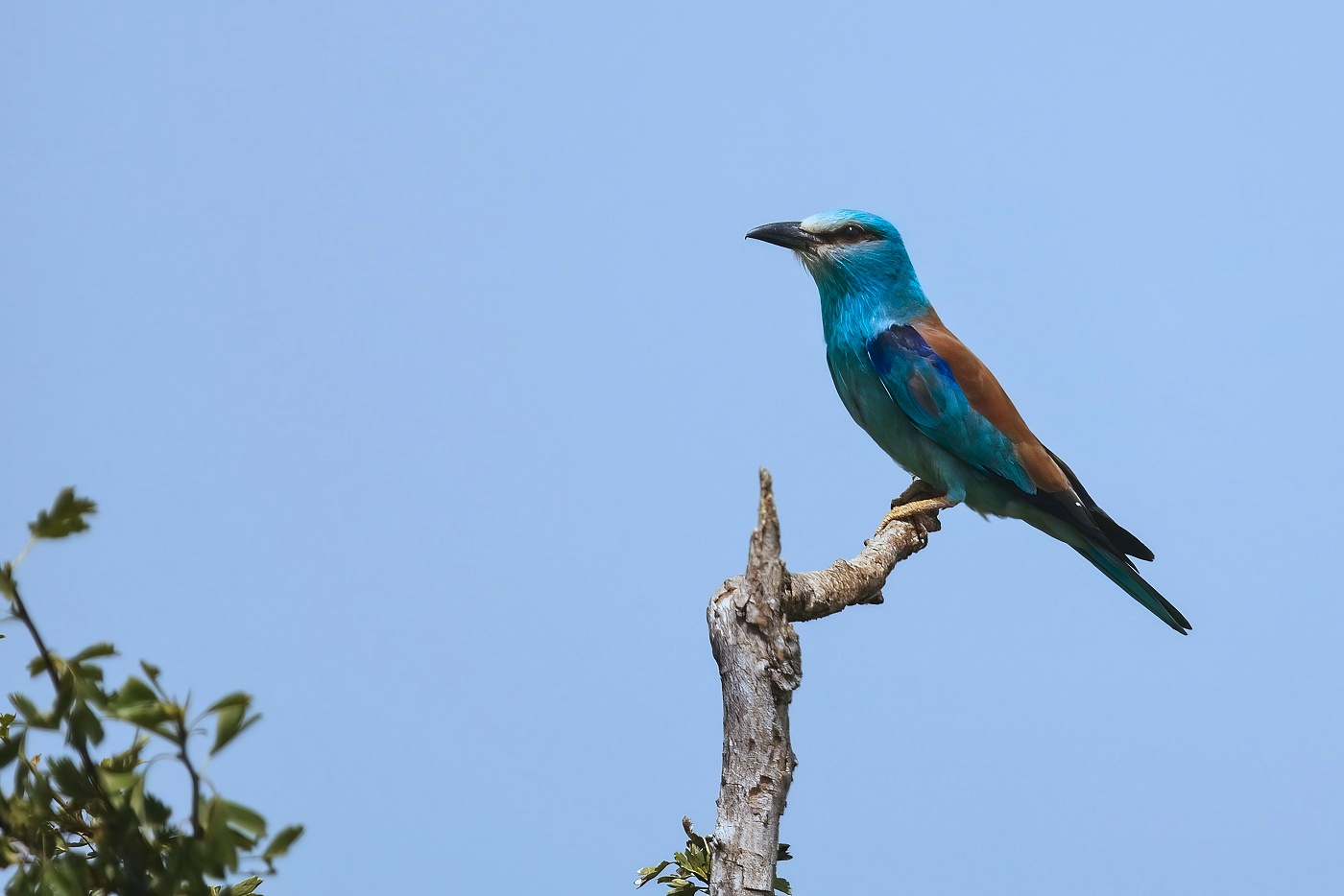 Mandelík hajní  ( Coracias garrulus )