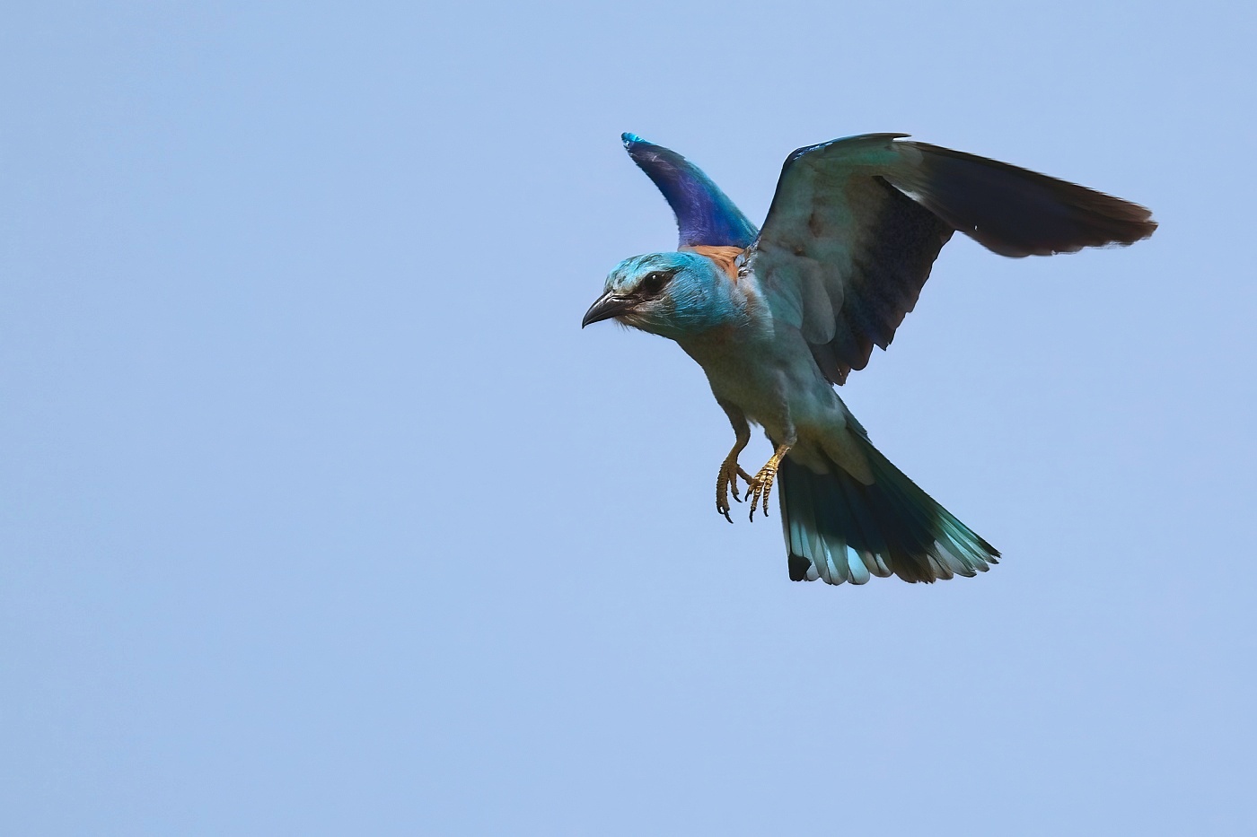 Mandelík hajní  ( Coracias garrulus )