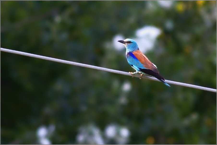 Mandelík hajní  ( Coracias garrulus )