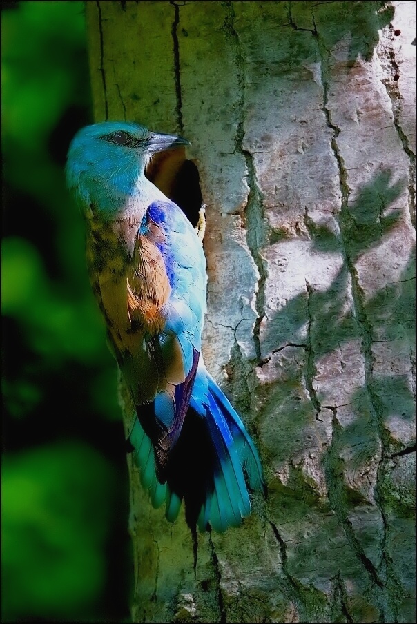 Mandelík hajní  / Coracias garrulus )