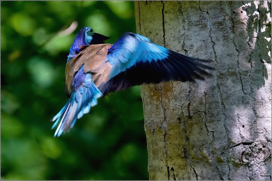 Mandelík hajní  / Coracias garrulus )