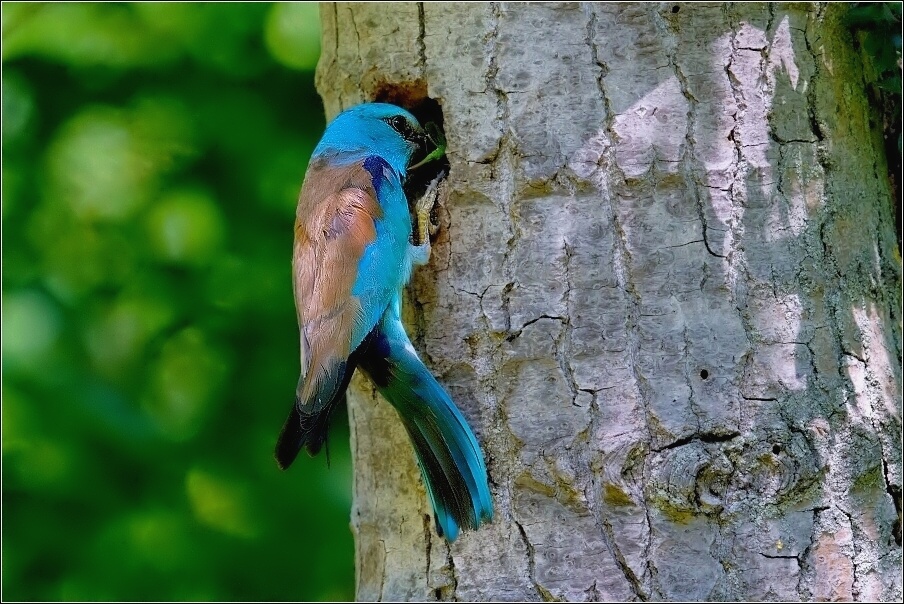 Mandelík hajní  / Coracias garrulus )