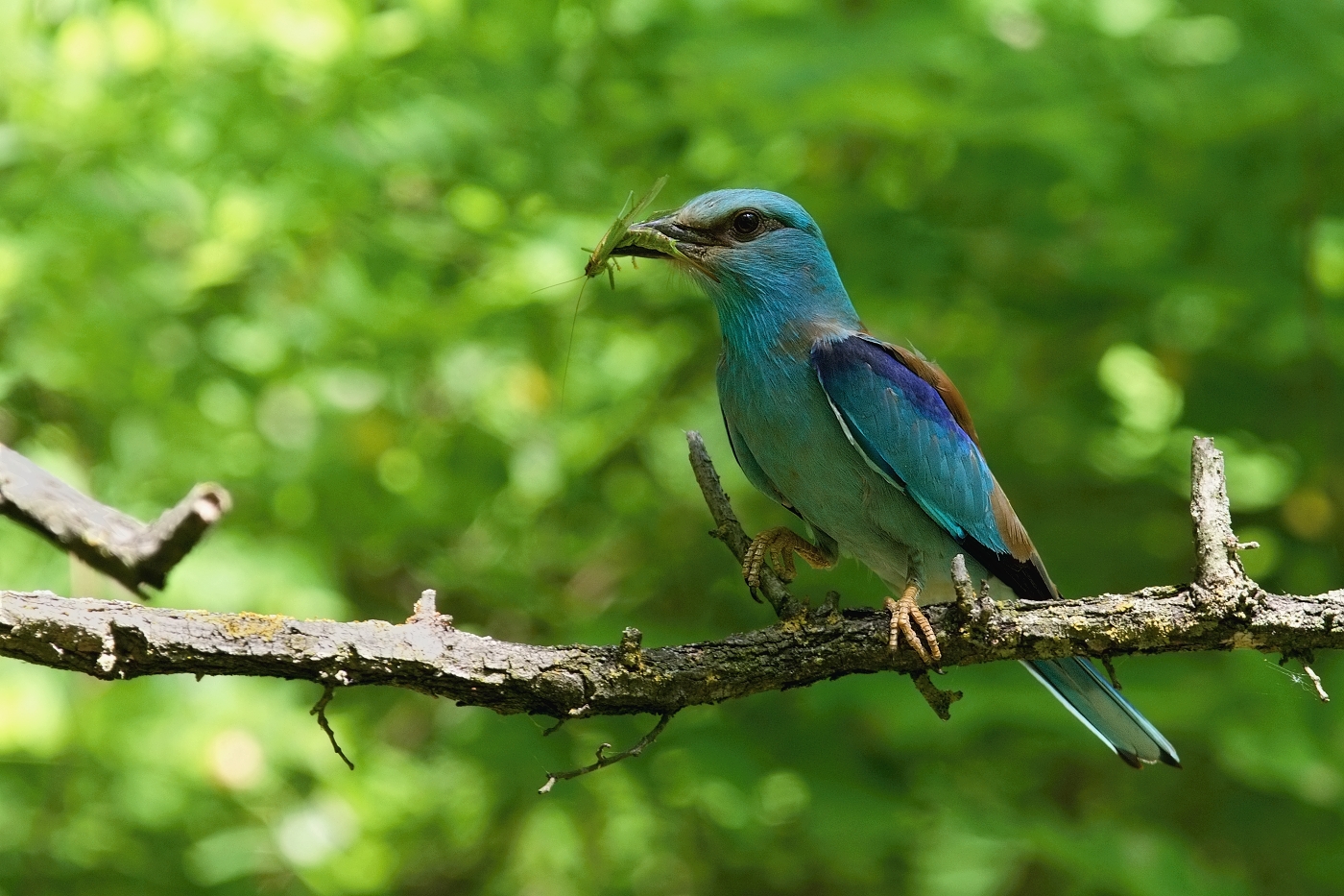 Mandelík hajní  ( Coracias garrulus )