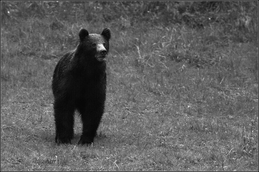 Medvěd  hnědý ( Ursus arctos )