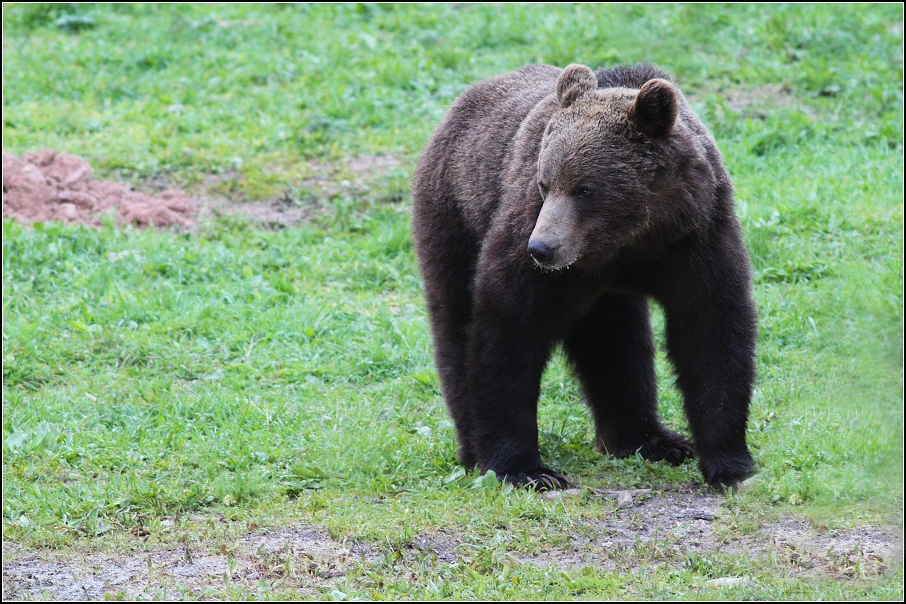 Medvěd  hnědý ( Ursus arctos )