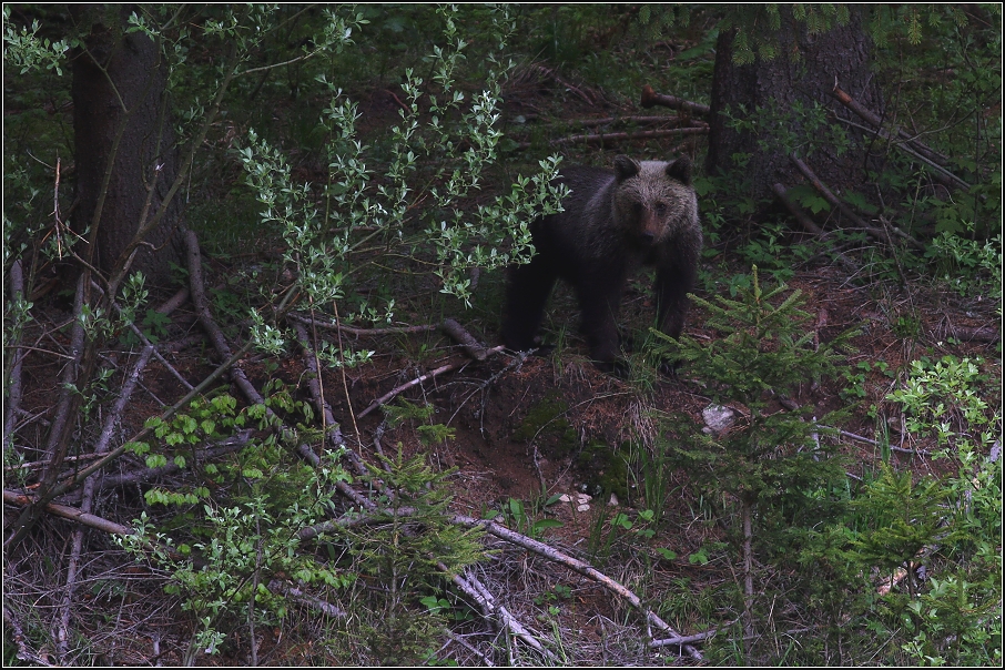 Medvěd  hnědý ( Ursus arctos )