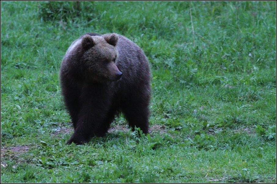 Medvěd  hnědý ( Ursus arctos )