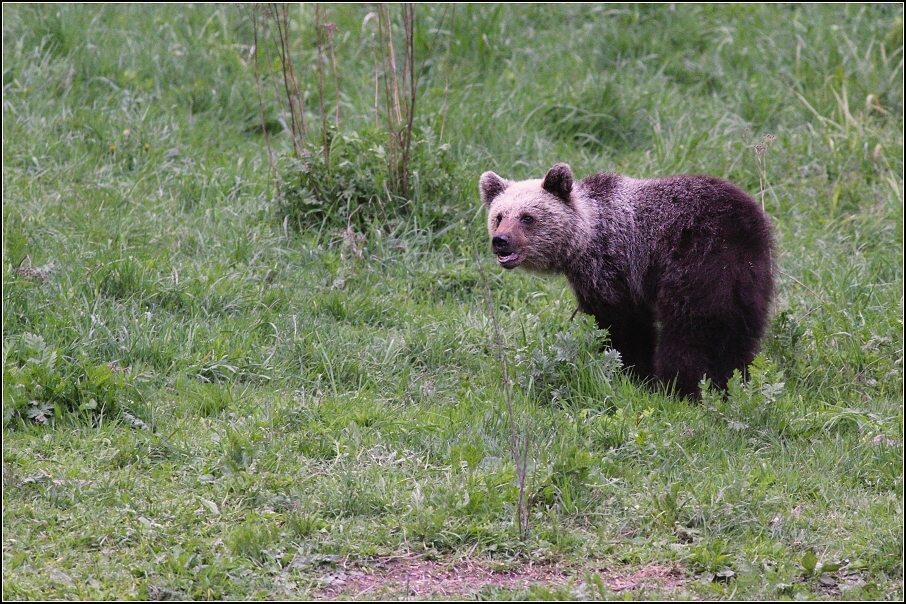 Medvěd  hnědý ( Ursus arctos )