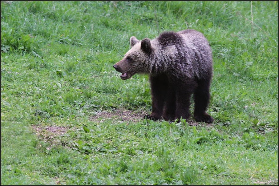 Medvěd  hnědý ( Ursus arctos )