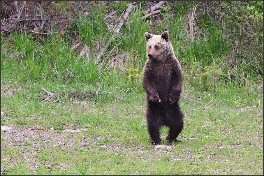 Medvěd  hnědý ( Ursus arctos )