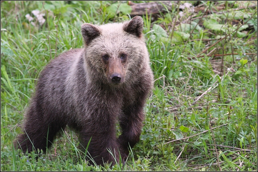 Medvěd  hnědý ( Ursus arctos )