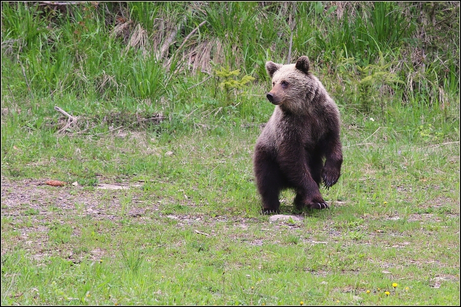 Medvěd  hnědý ( Ursus arctos )