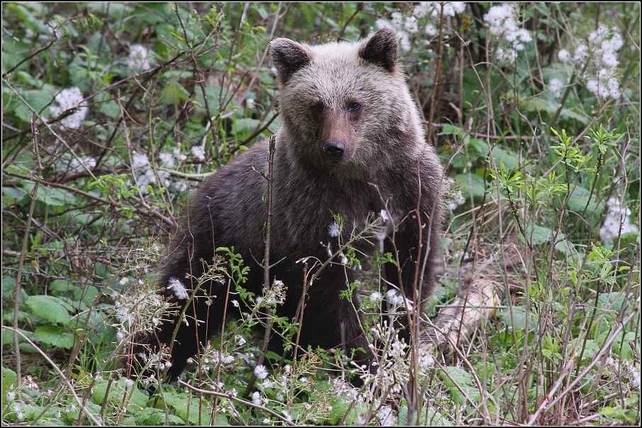 Medvěd  hnědý ( Ursus arctos )