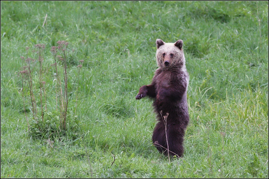 Medvěd  hnědý ( Ursus arctos )