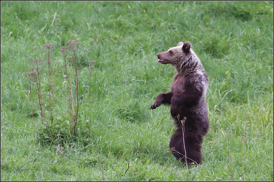 Medvěd  hnědý ( Ursus arctos )