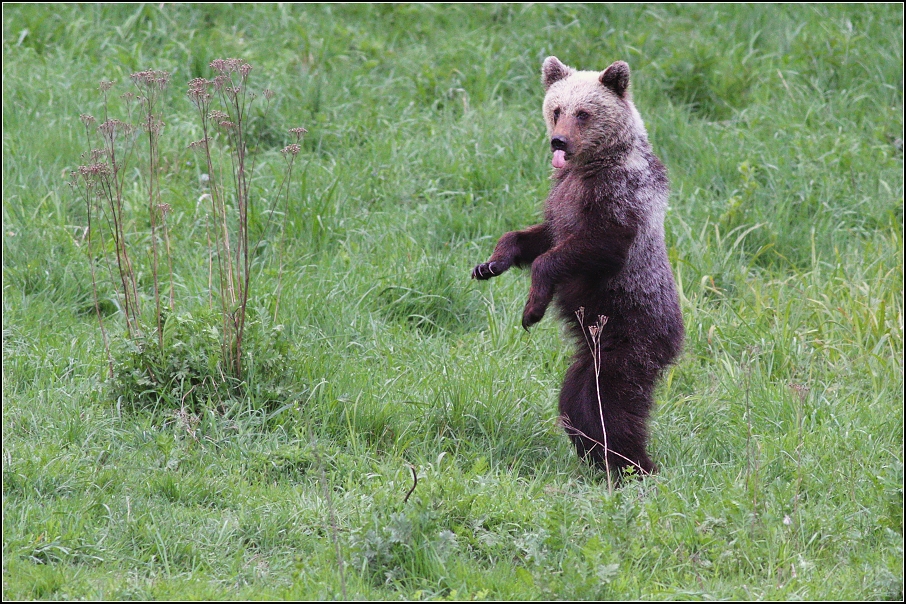 Medvěd  hnědý ( Ursus arctos )