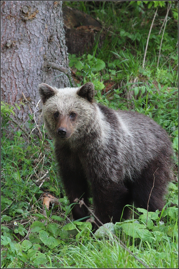 Medvěd  hnědý ( Ursus arctos )