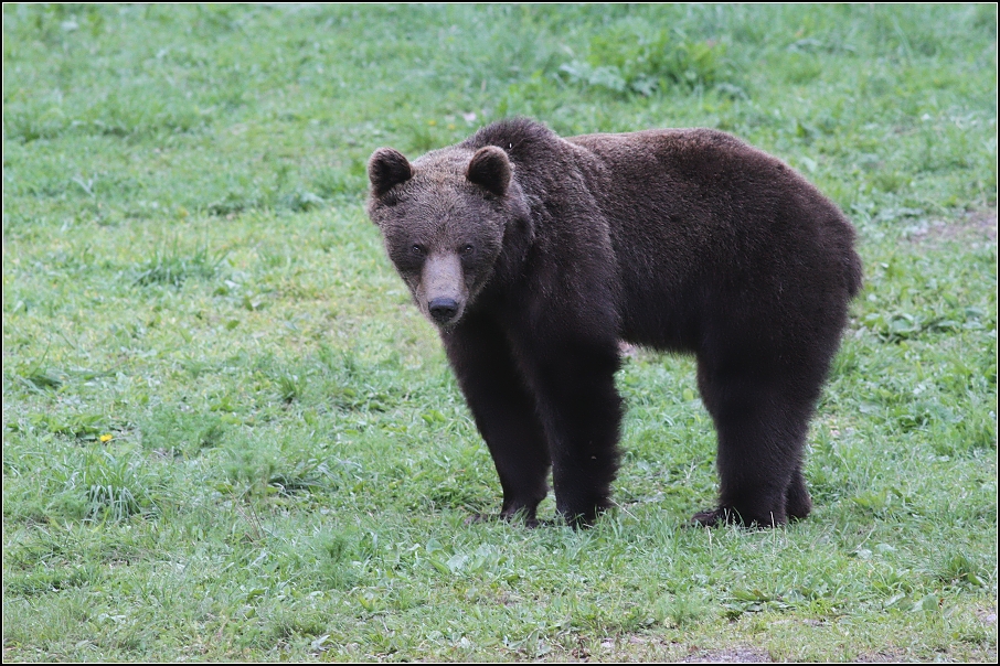 Medvěd  hnědý ( Ursus arctos )