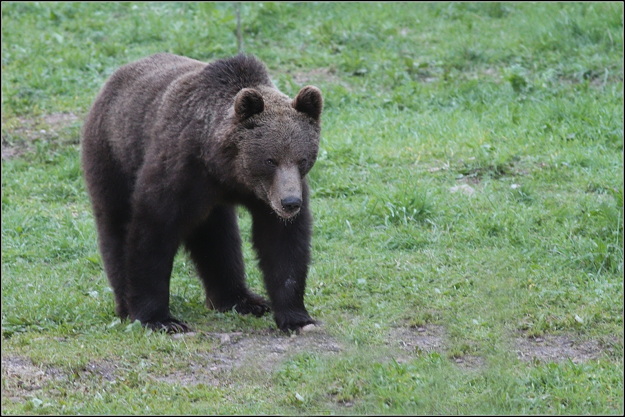 Medvěd  hnědý ( Ursus arctos )