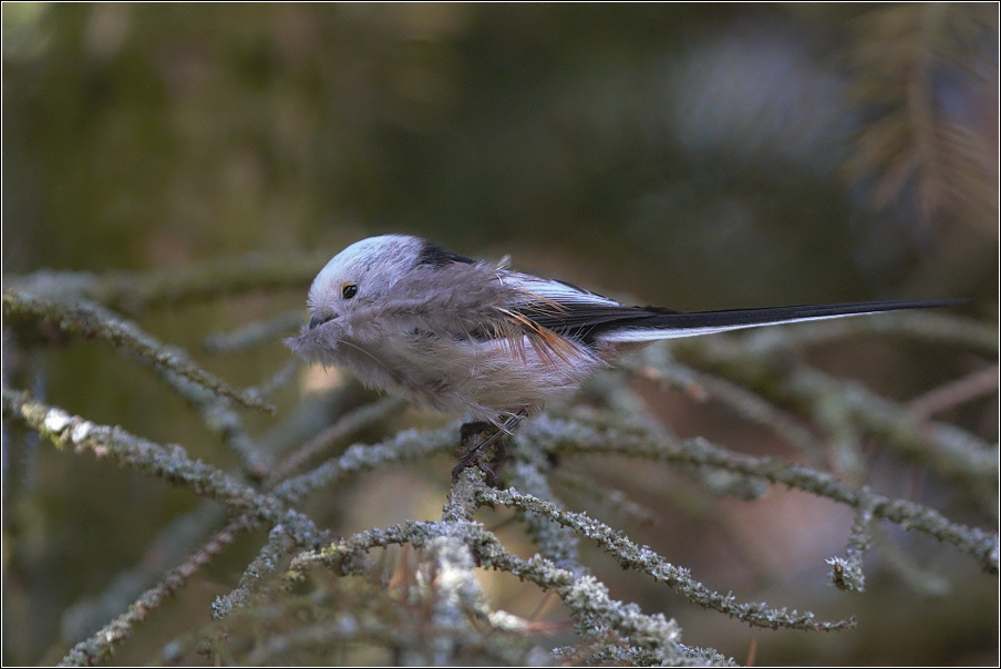 Mlynařík dlouhoocasý  ( Aegithalos caudatus )