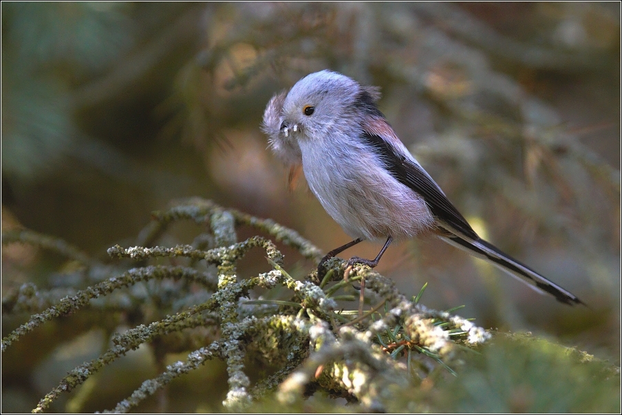 Mlynařík dlouhoocasý  ( Aegithalos caudatus )